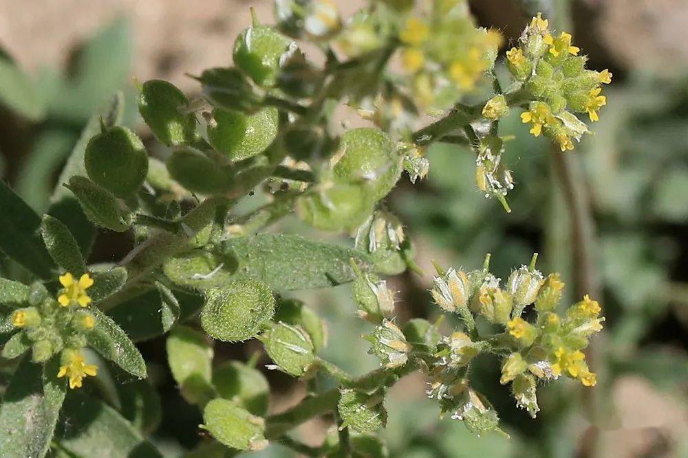 早春新疆|十字花科的思迷2_顶端_角果_生叶