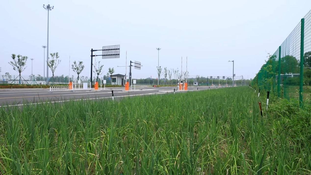 火狐电竞北京大兴：揭网见绿“揭出”绿色“高颜值”！(图4)