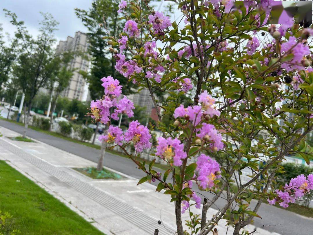 【花情预报员】盛夏时节 市花紫薇为你呈现夏日浪漫_宿迁_树皮_迎宾