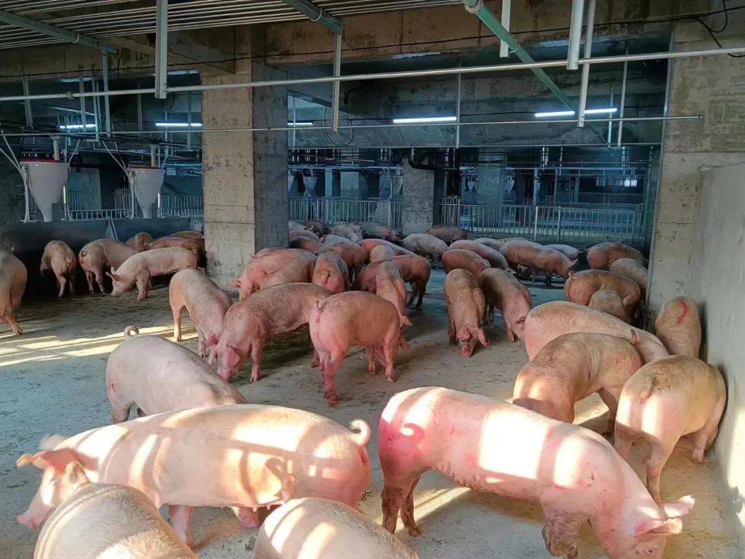 亚新体育走近湖北鄂州26层养猪大楼：1人养1500头猪操作精准度堪比iPhone生产线(图2)