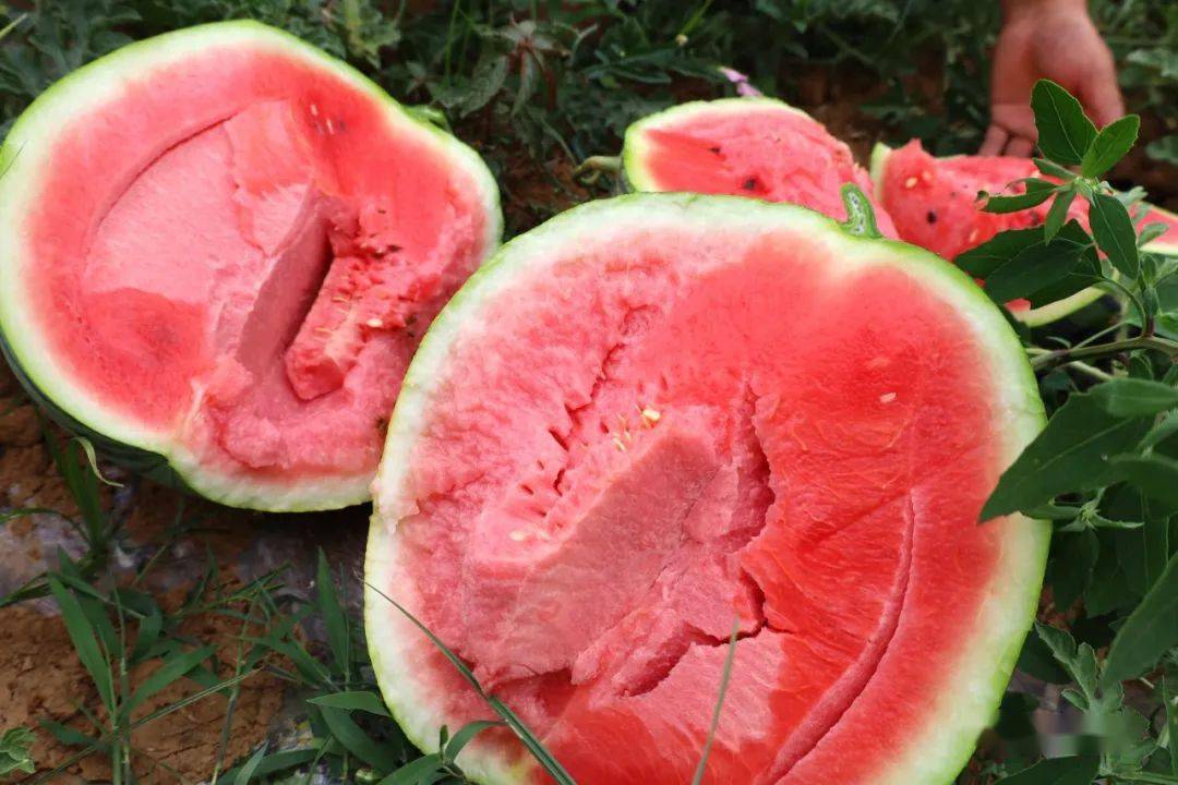 洛宁小界:"一瓜共食" 皆大欢"西"_西瓜地_小界乡_运营