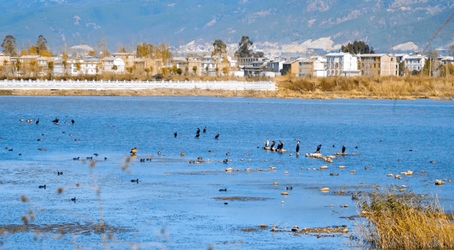鹤庆银都水乡——新华村_乡村_建设_湿地