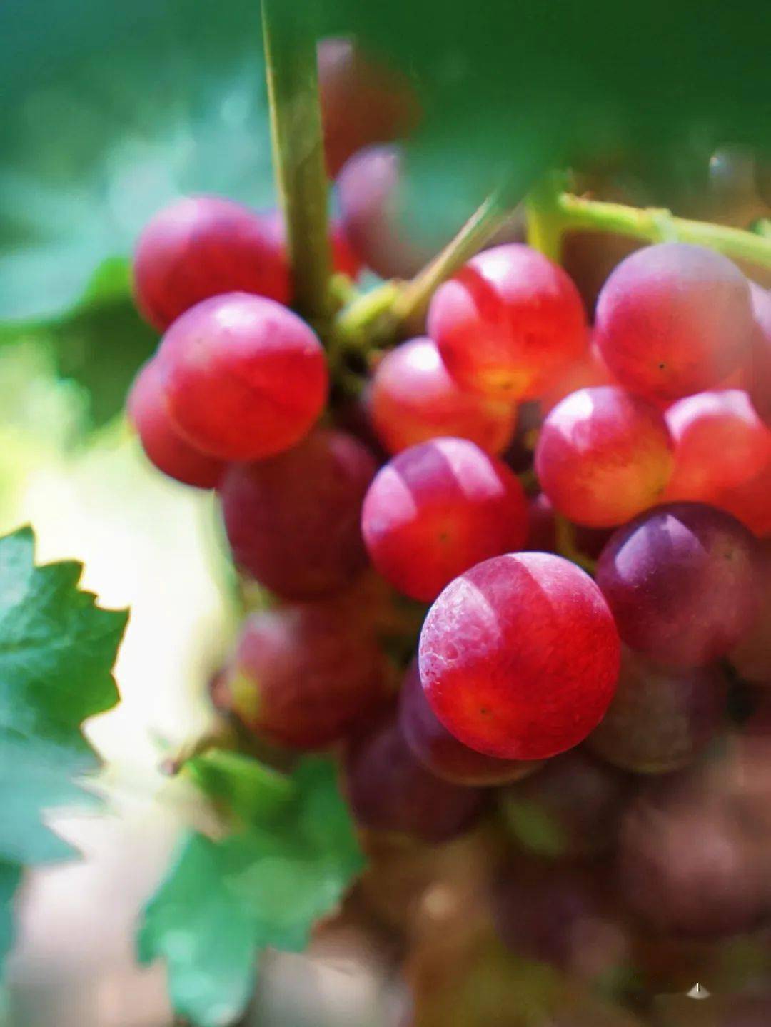 酸甜可口的"乍娜"葡萄_砀山_玄庙镇_水果