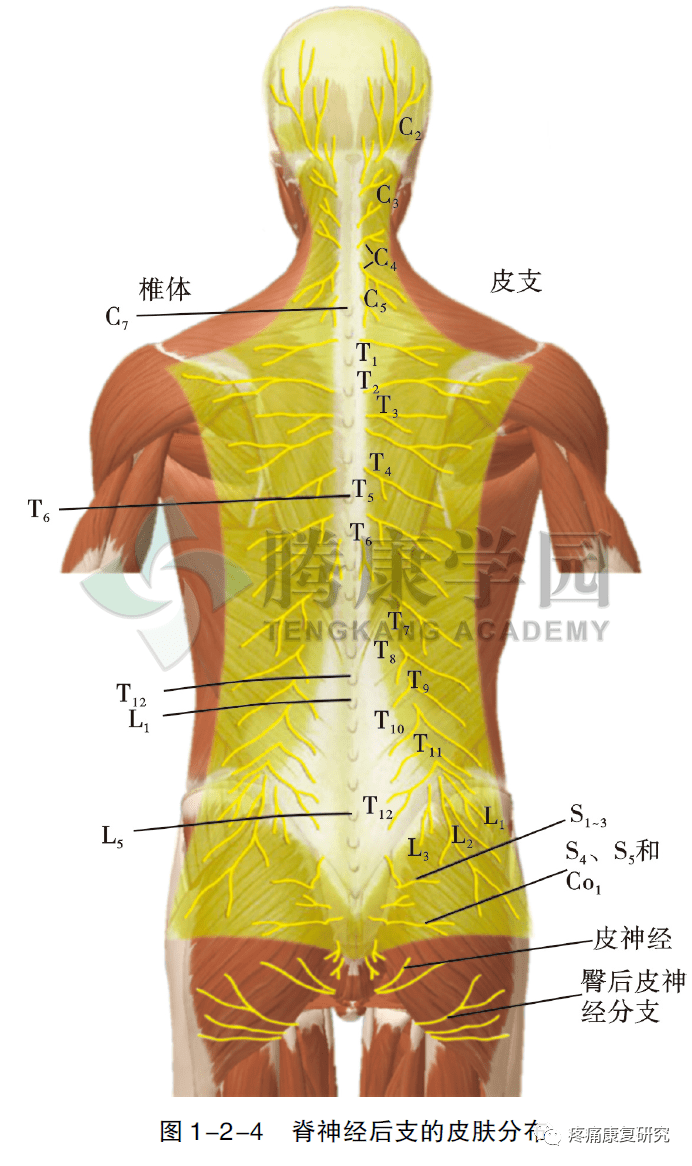 背部神经支配图图片