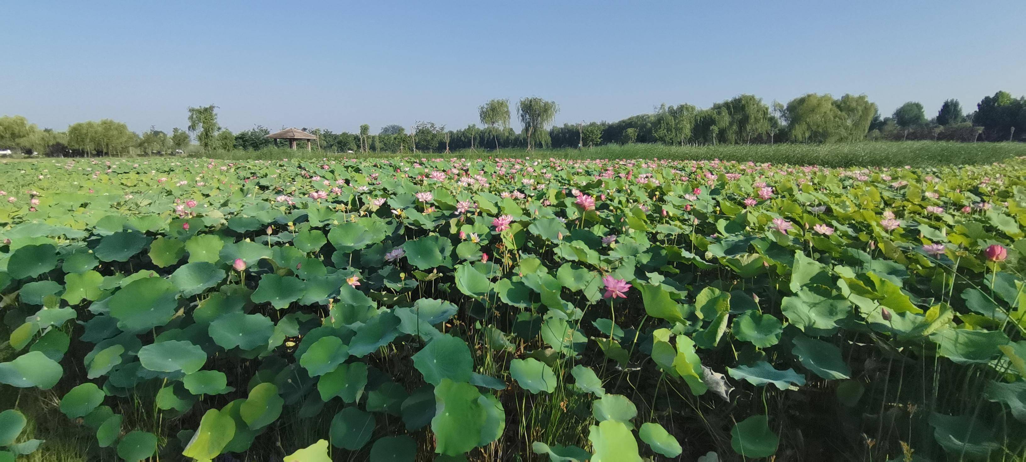 盛夏的菏泽 七里河湿地的荷花别样红_公园_环城_风景区