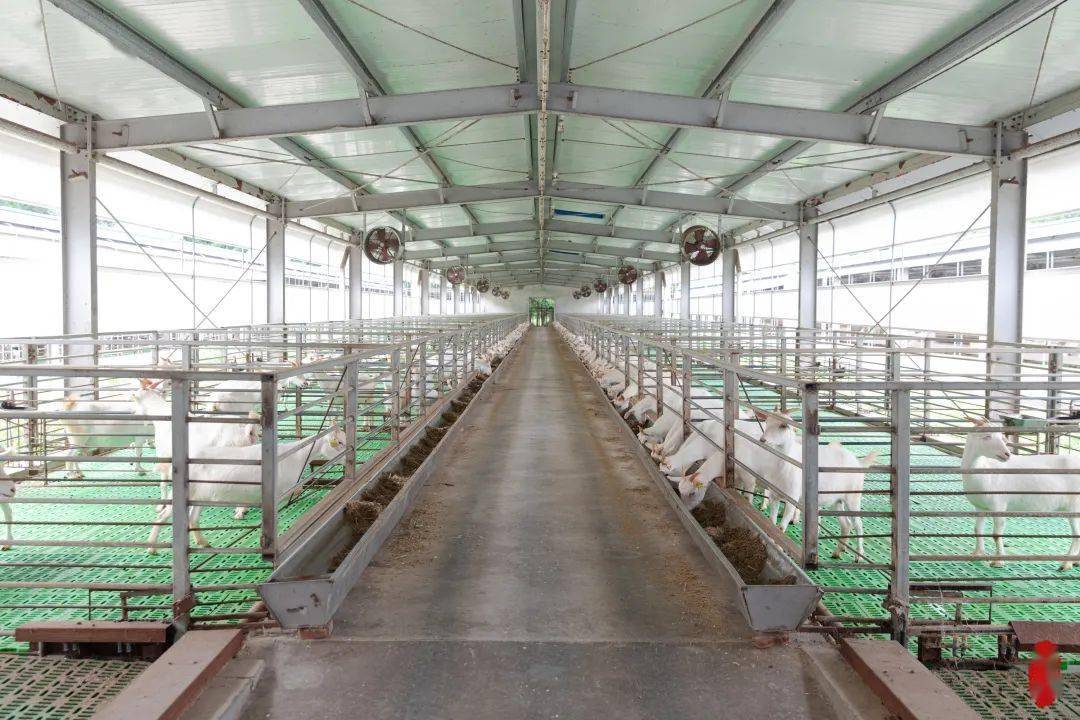 现代化的羊床设计,设计建造的镂空漏粪板,让整个羊舍的环境干净卫生.