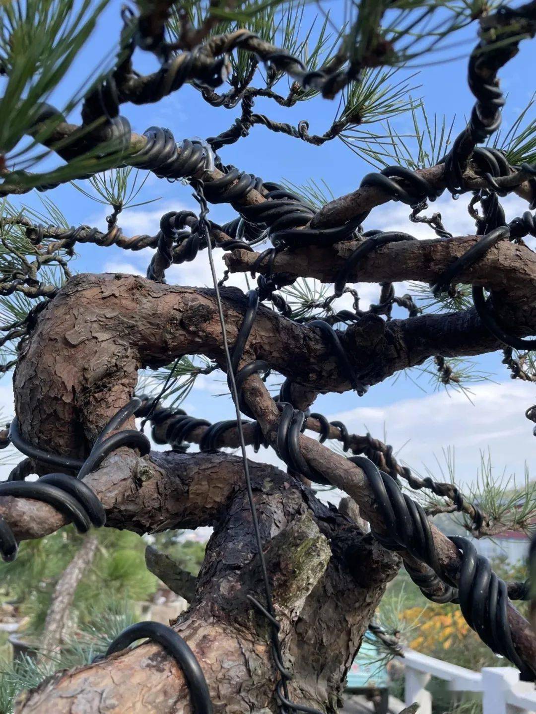 悬崖之上——赤松盆景的创作纪实