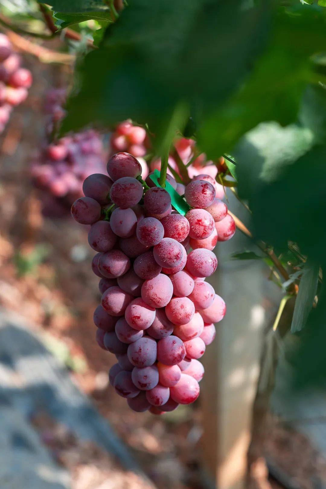 【基地直采】会爆汁的云南红提!甜蜜水润,颗颗闪耀!