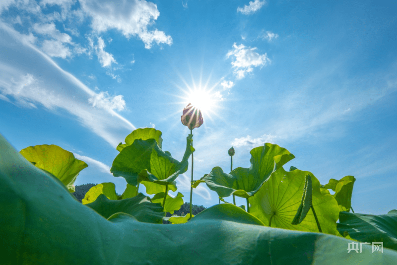 湖湘画卷|衡阳南岳:盛夏酷暑 池荷撩人_旅游_景区_荷花