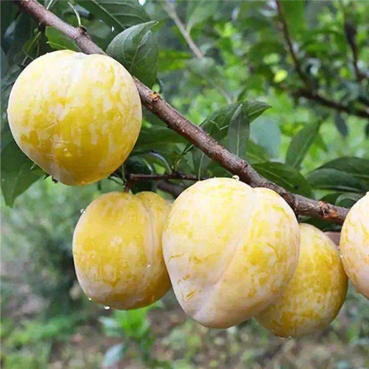 樱桃李【产地】新疆【上市时间】8月口感:皮薄肉嫩,果味酸甜,营养丰富