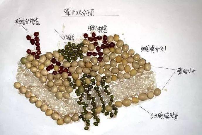 生物學自制模型成品及說明,太精美!_作品_細胞_結構