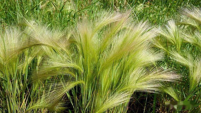 5毫米,对比一下头发丝的直径0.1毫米,就知道这种草有多么的轻盈