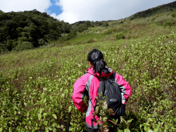 蔓延成片的紫茎泽兰为了减缓紫茎泽兰入侵带来的危害,人类已经尝试