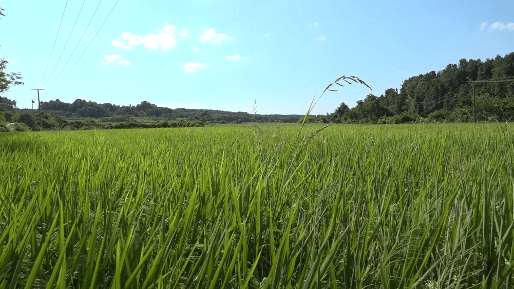 津市:推廣節水抗旱稻技術 夯實糧食安全根基_種植_農業_問題