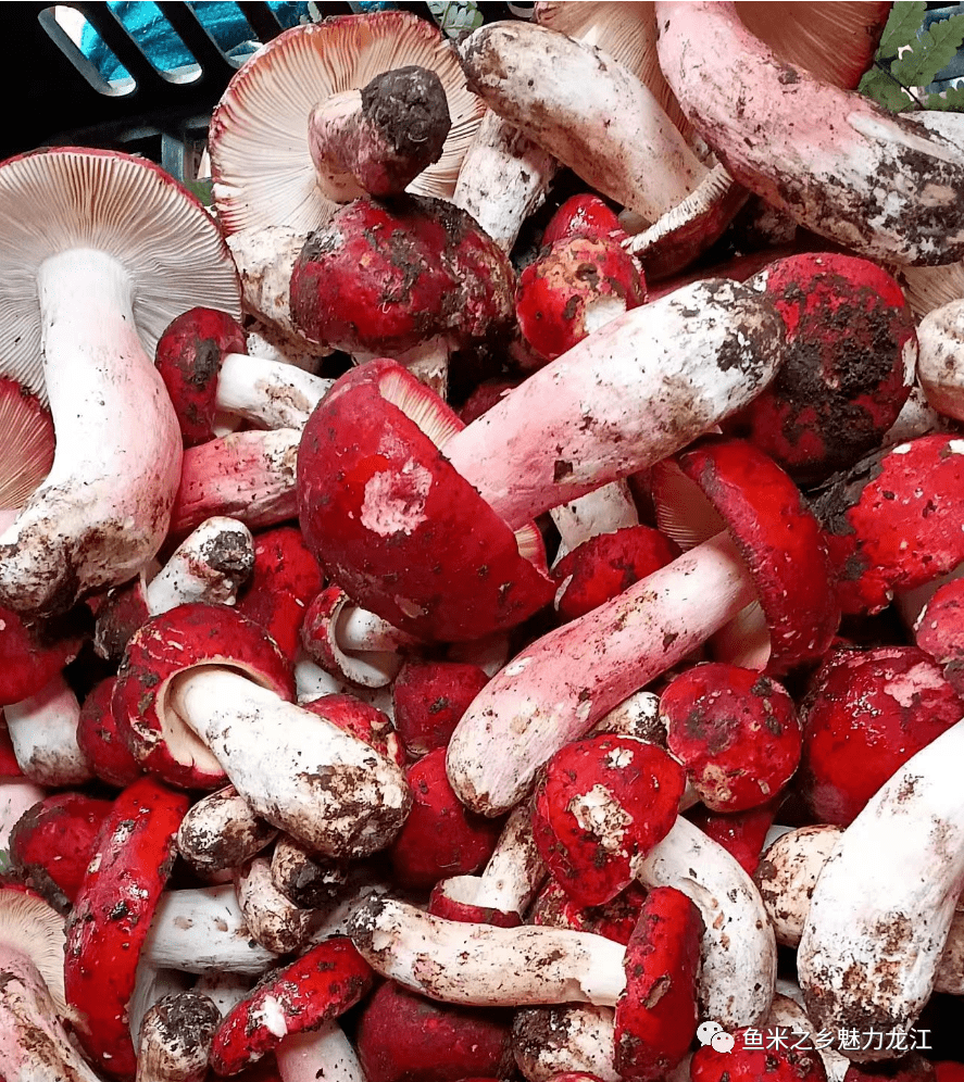 据了解,红菌有很多品种,大红菌属正红菌科类,相比