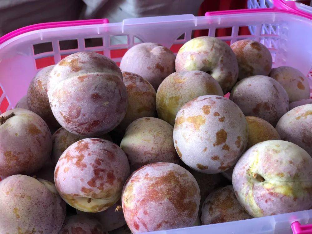 摘李果,玩游戏,争李王……第三届李梅文化节分会场活动精彩纷呈!