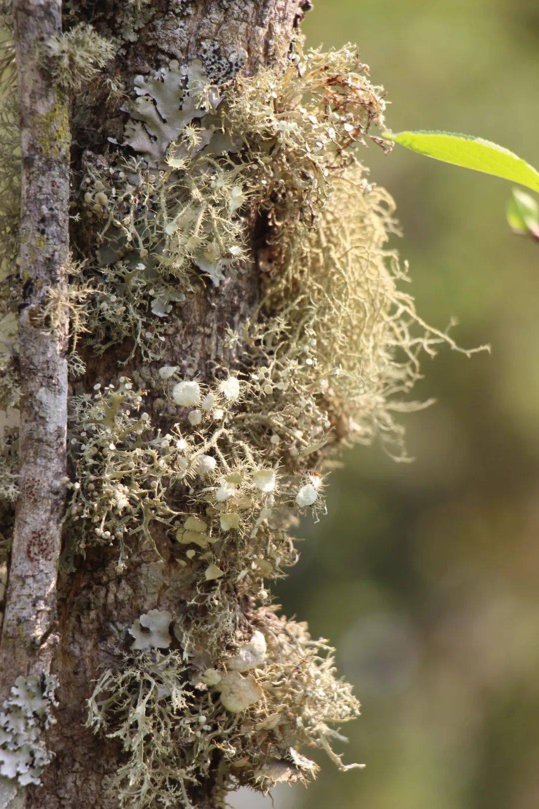 保山| 树毛美味 满口清凉草木香_施甸_山里人_地方