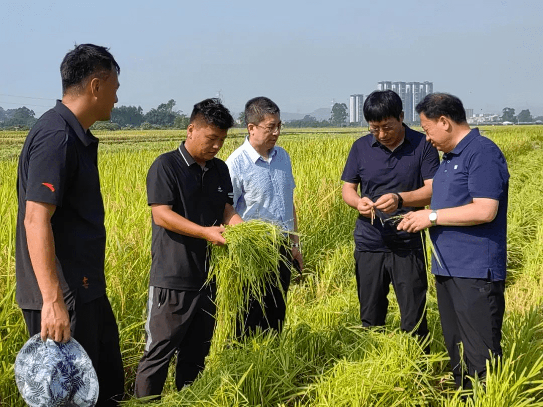 八五四农场有限公司"二次创业"广州区示范点水稻喜开丰收镰_北大荒
