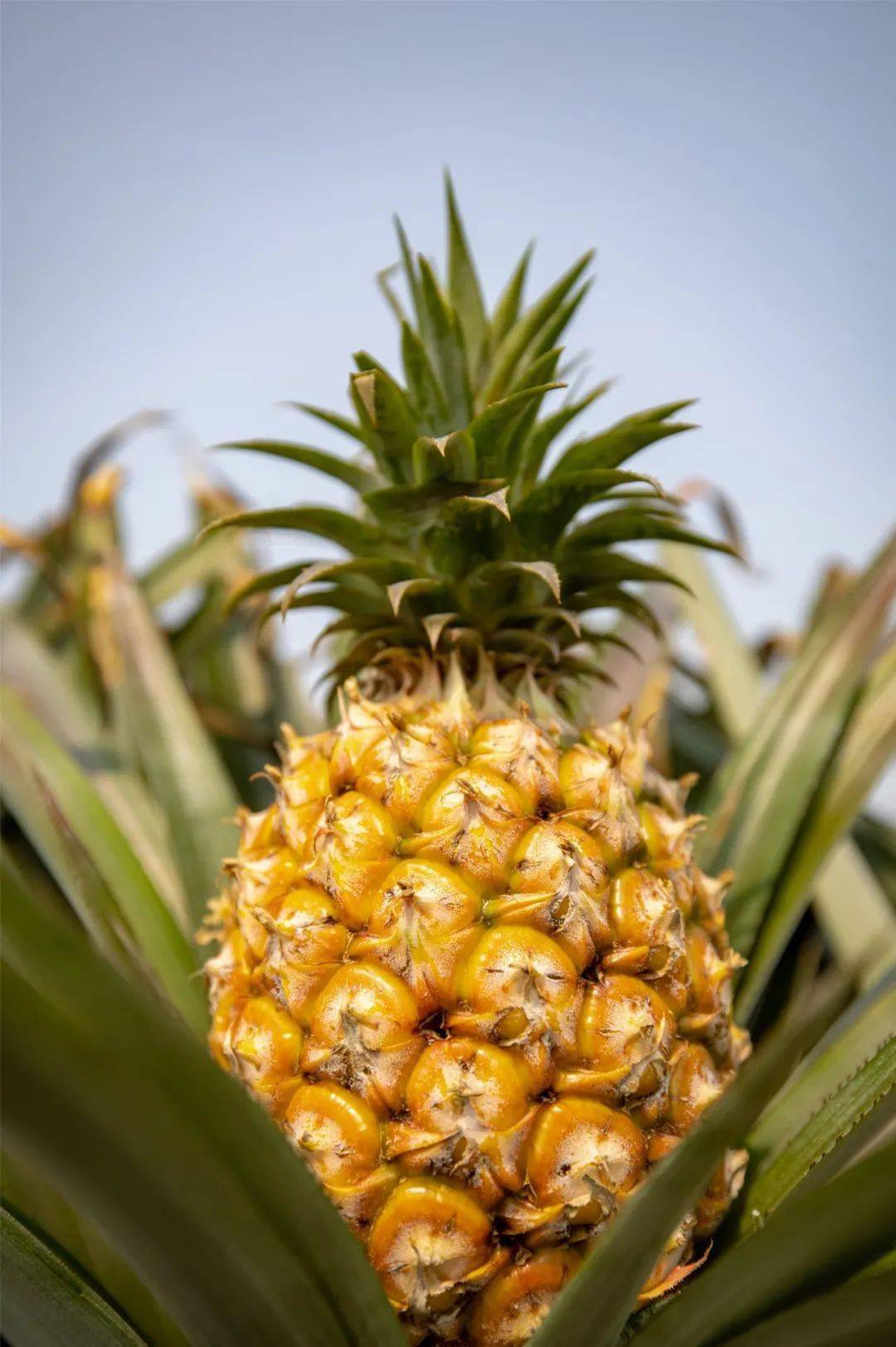 "_博罗_凤梨_长宁镇