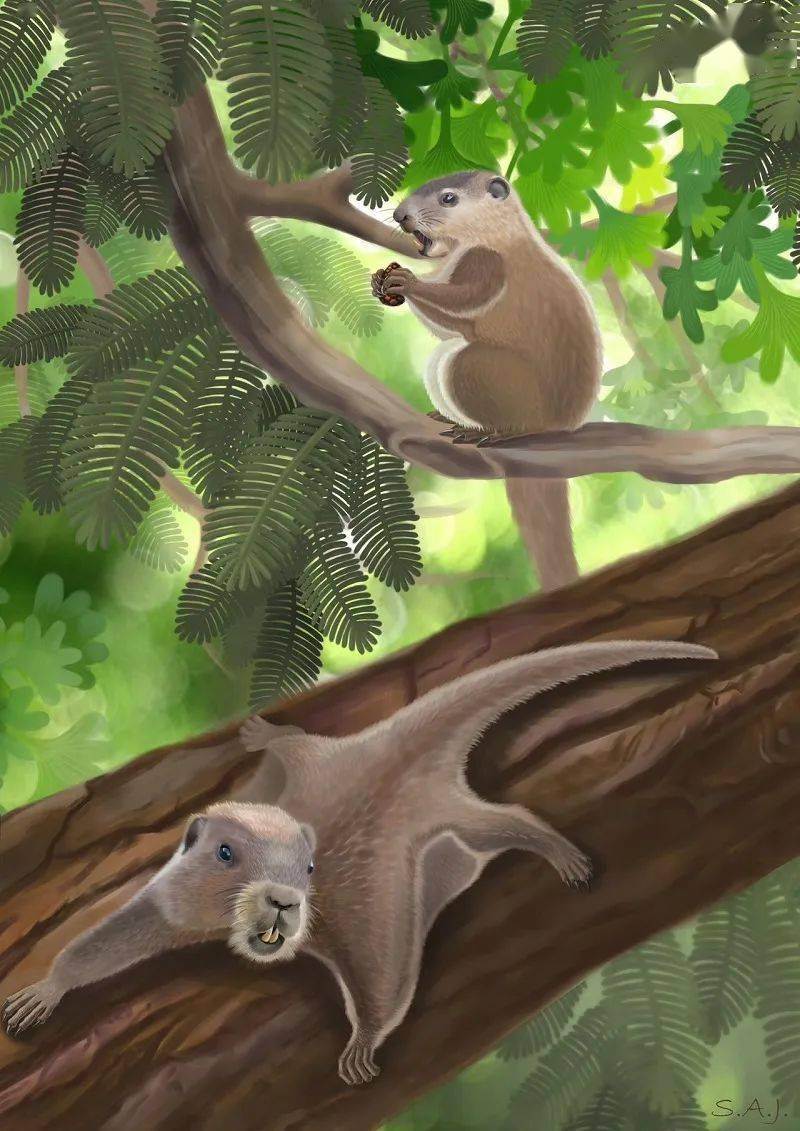 他们发现了中晚侏罗世道虎沟动物群的贼兽新属种——蔡氏奇异齿兽