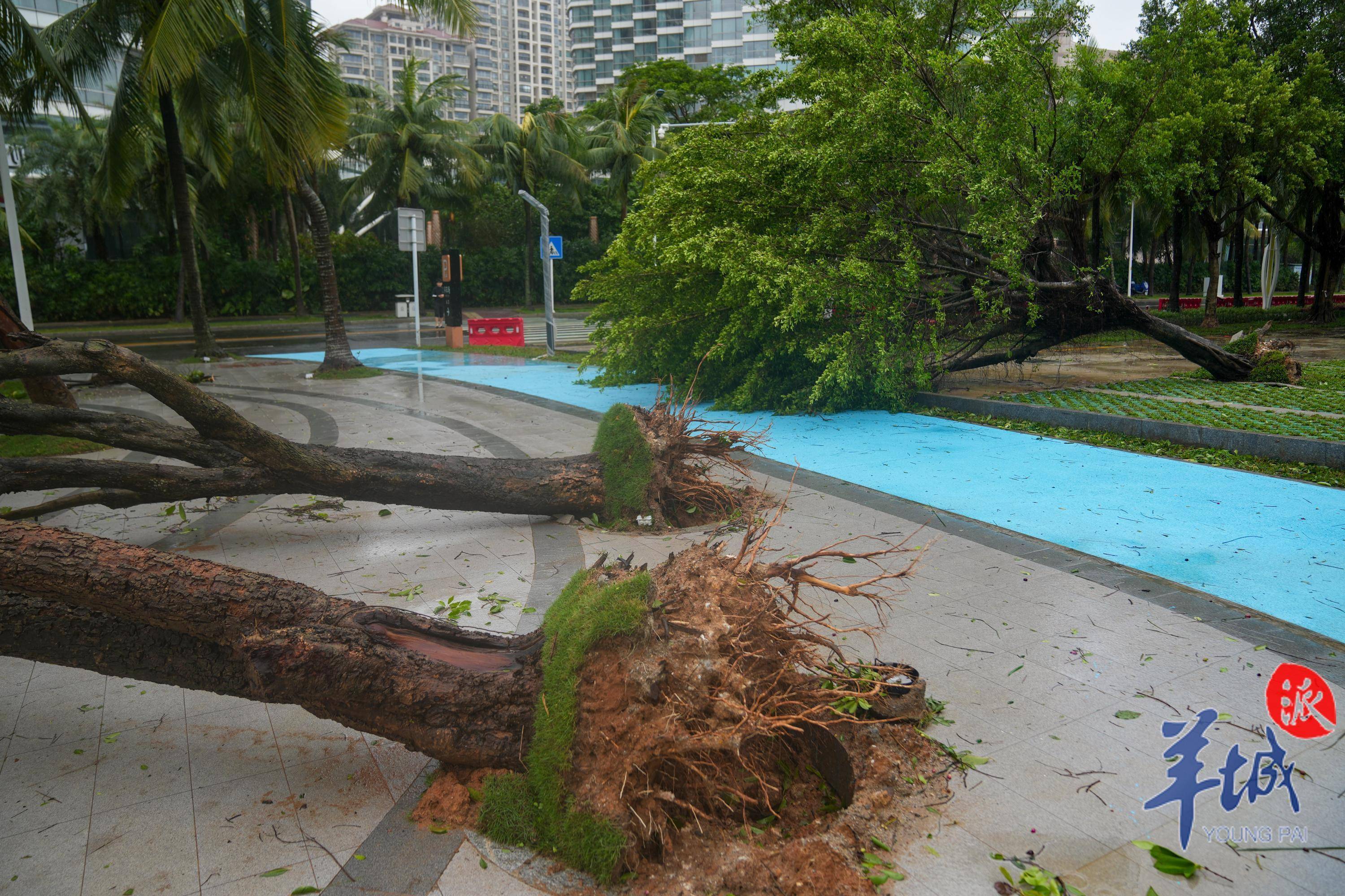 图集|"泰利"远离,湛江清理倒伏树木,恢复市容环境_羊城_市民_风雨