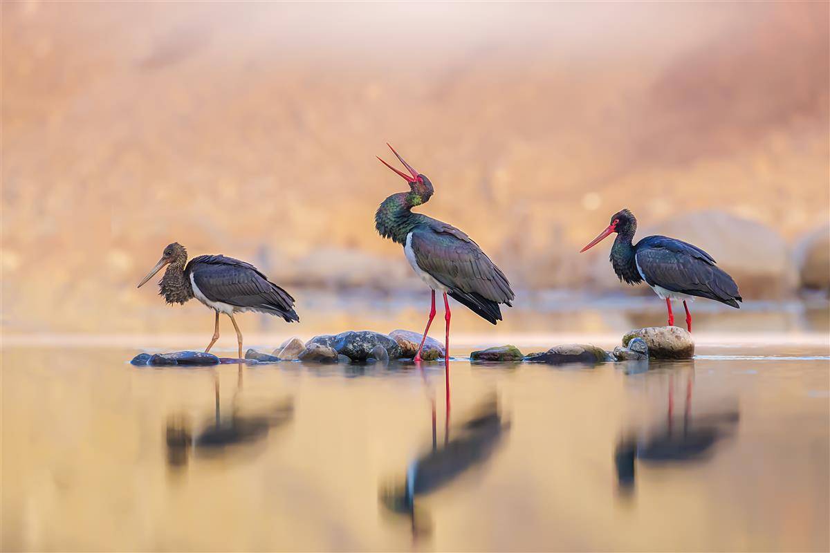 生态环境改善,十堰成珍稀鸟类栖息天堂_湿地_保护_鸟巢