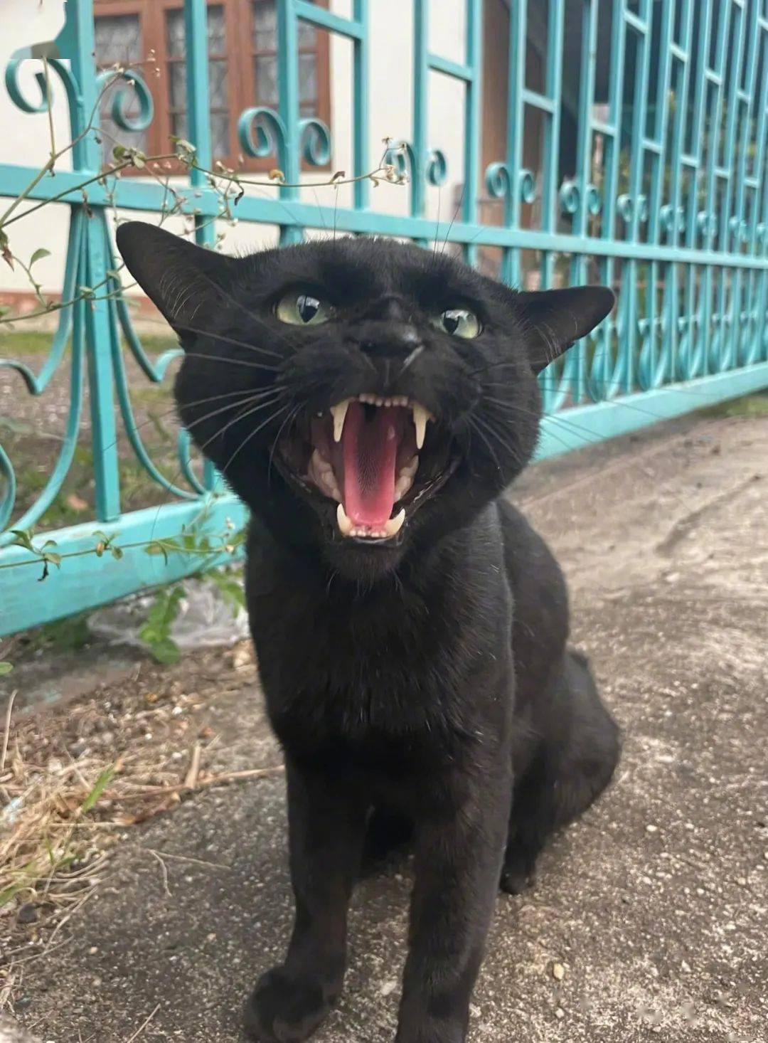 这只猫笑死人哈哈哈,吃猫条前:给老子滚滚滚 吃猫条后:您叫我咪咪就行