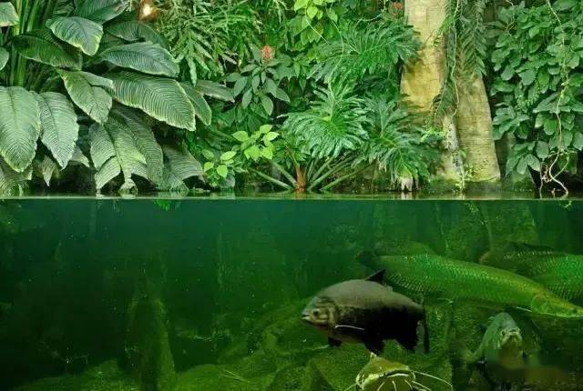 全世界不能错过的水族馆,柏林水族馆!_文章_网络_信息