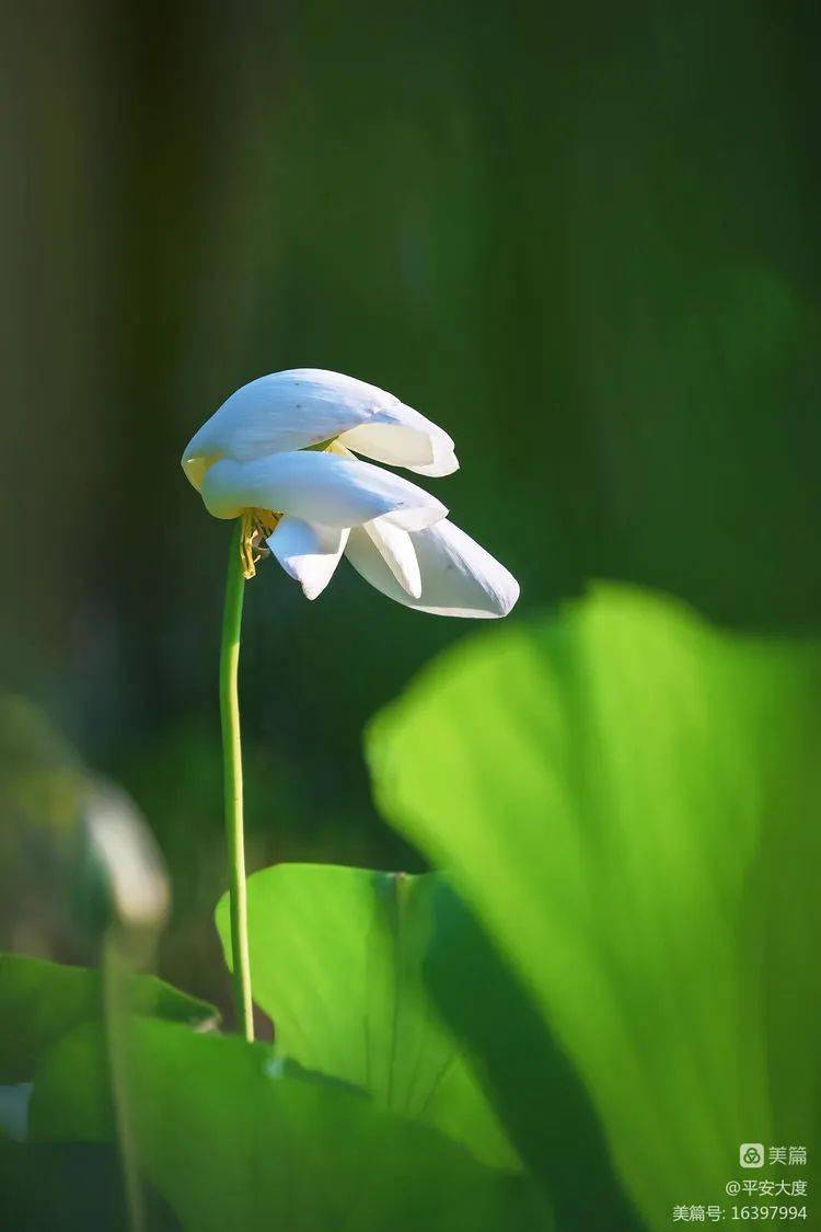 荷花相机多重曝光拍摄学习记_摄影_机位_曝光补偿