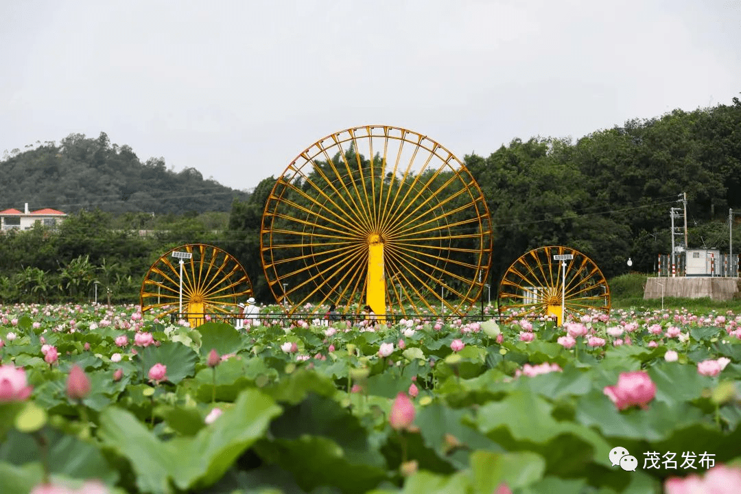 市委常委会专题听取高州市南塘镇工作汇报:夯实产业基础,强化节点功能