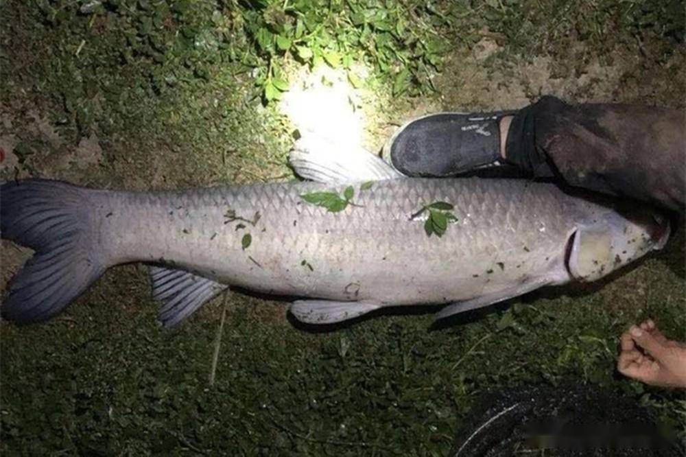 三伏天钓鱼,夜钓才是好选择,4个招数让你狂拉_大鱼_白天_因为