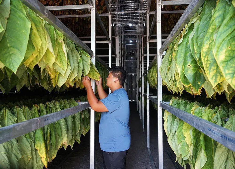 峨山县大龙潭乡现代烟叶烘烤和雪茄烟晾制中心项目投入使用