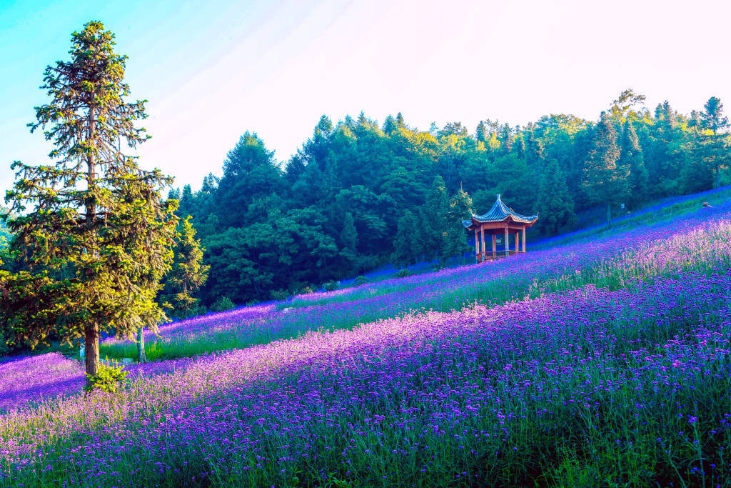 巴东森林花海介绍图片