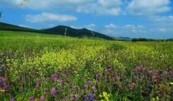 丰宁坝上_东沟村_白桦林