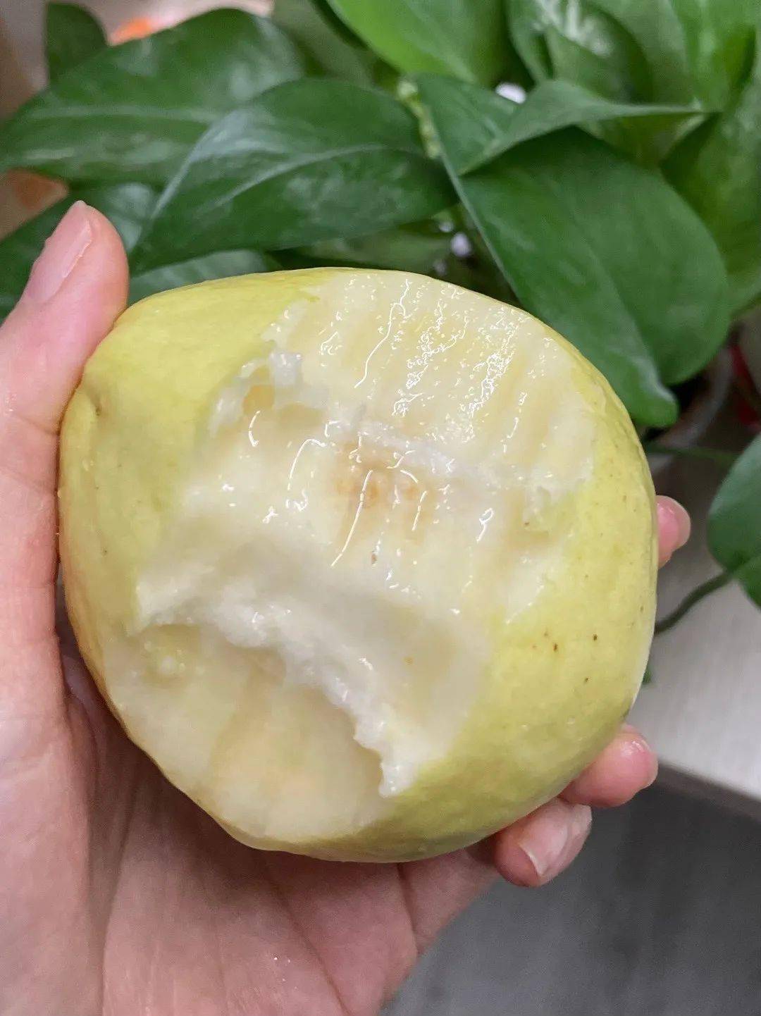 【台湾奶油芭乐】35.8元5斤!水果界的"脂肪杀手",低热量,高vc!