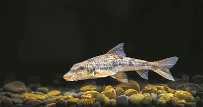 美丽中国相册 | 武夷山国家公园的稀有鱼类