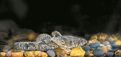 美丽中国相册 | 武夷山国家公园的稀有鱼类