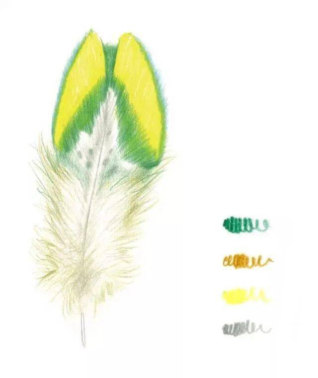 彩铅教程 | 漂亮的羽毛 画法步骤_部分_变化_剩余