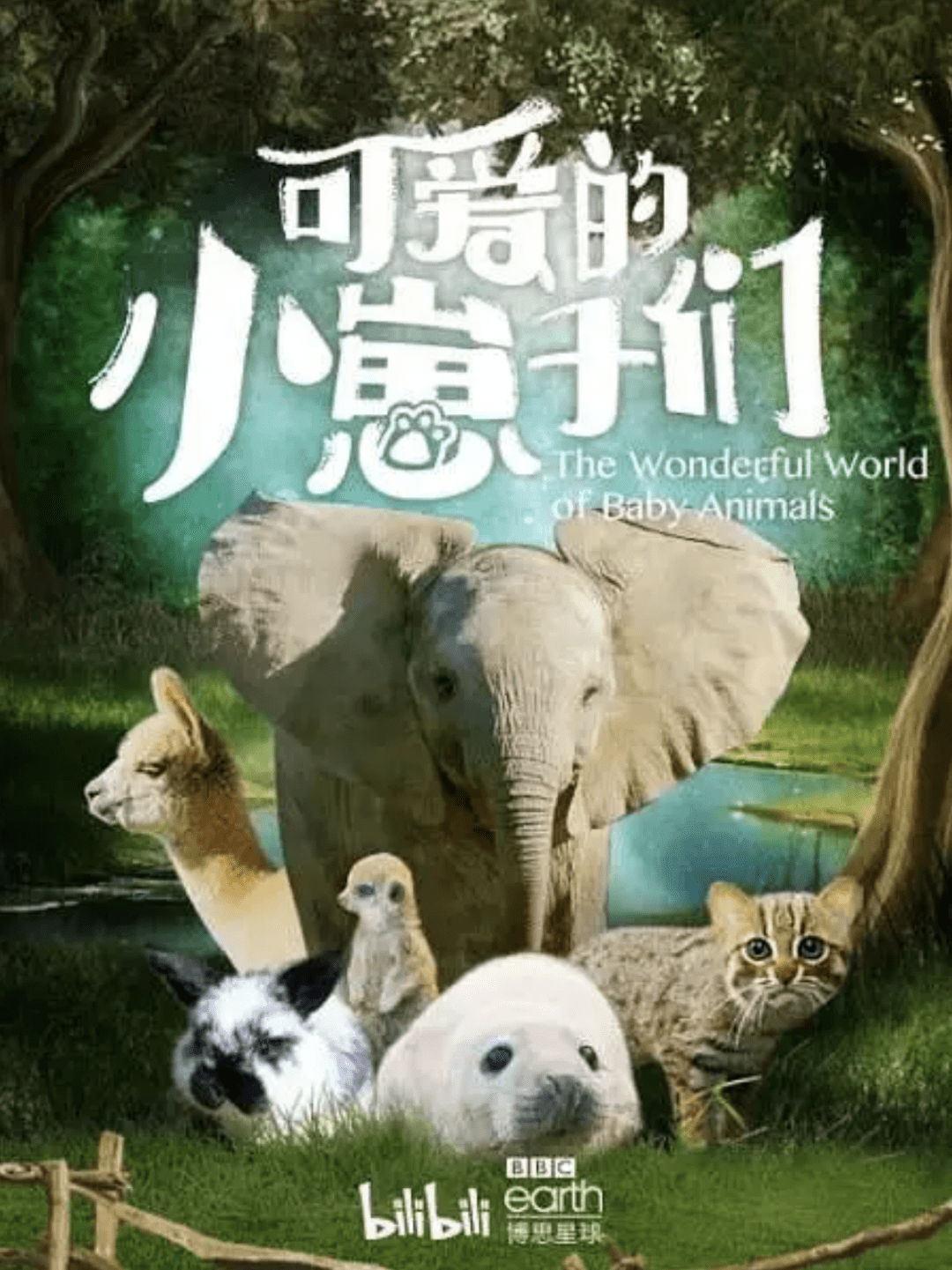 顶级疗愈，满分安利，这口碑好片没有一个人能拒绝_海豹_妈妈_动物