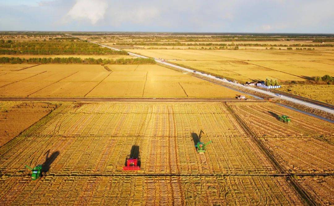 看浓江稻米产业如何"弯道超车"_种植_浓江农场_发展