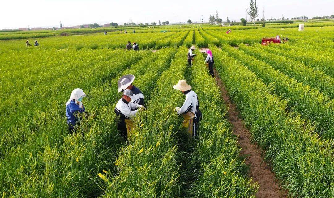 光影| 黄花菜铺就"金色"致富路_盐池县_农产品_种植