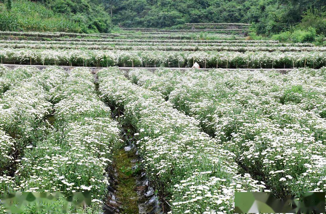 广州菊花种植基地图片