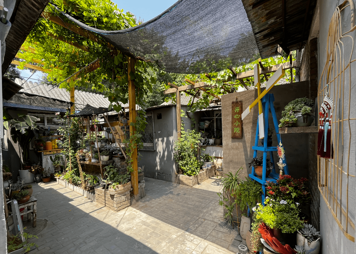 昔日大杂院美成"零碳花园"!蝴蝶蜜蜂来昆虫旅馆安家_小院_居民_煤棚