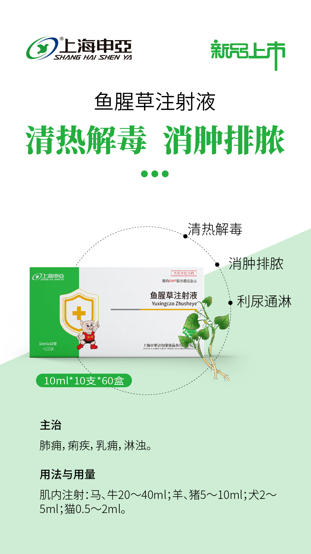 鱼腥草注射注液功效图片