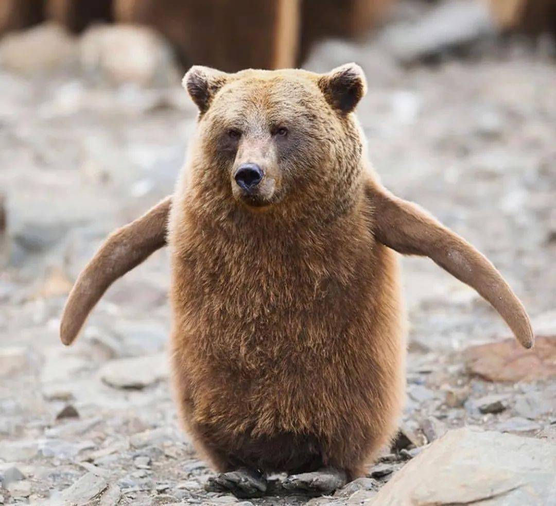 企鹅的熊看看这萌萌的样子狗子都没想到有一天会踩在树枝上吧鸟身羊头