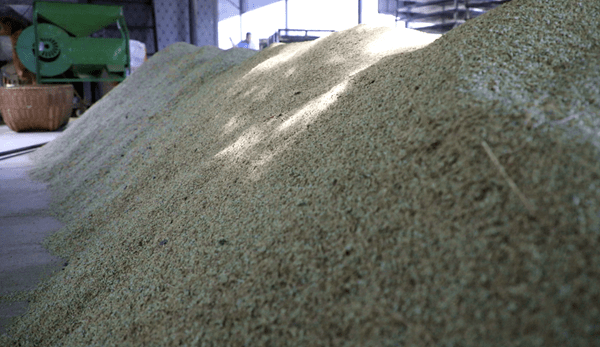 双牌:小小"金米"铺开致富路_槐米_金槐_种植