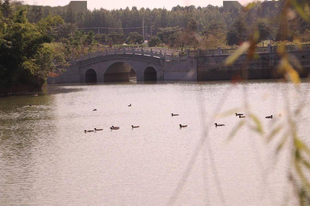 美翻了我的村74丨广西壮族自治区北海市铁山港区南康镇秋风塘村:树