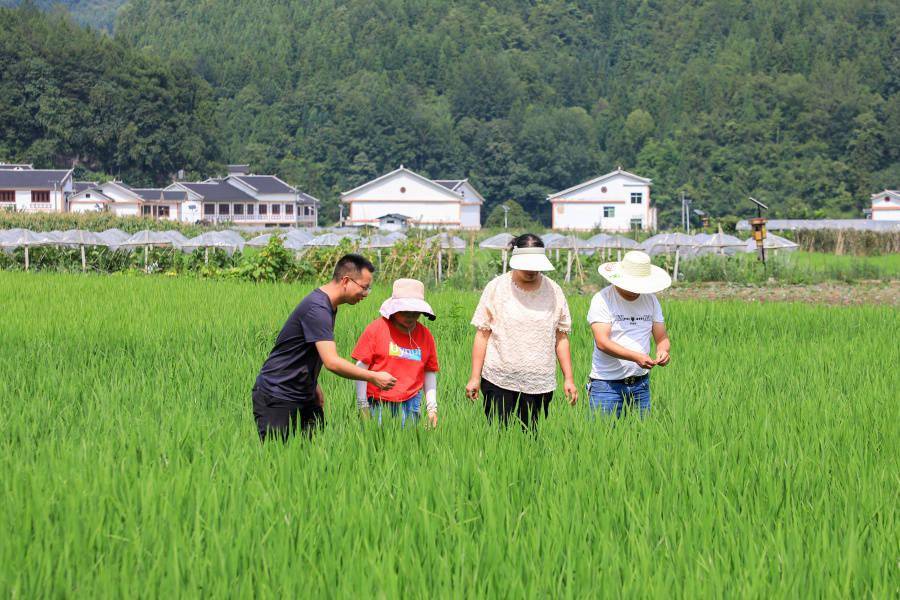 省農科院水稻研究所助理研究員為種植大戶講解田間管理技術.