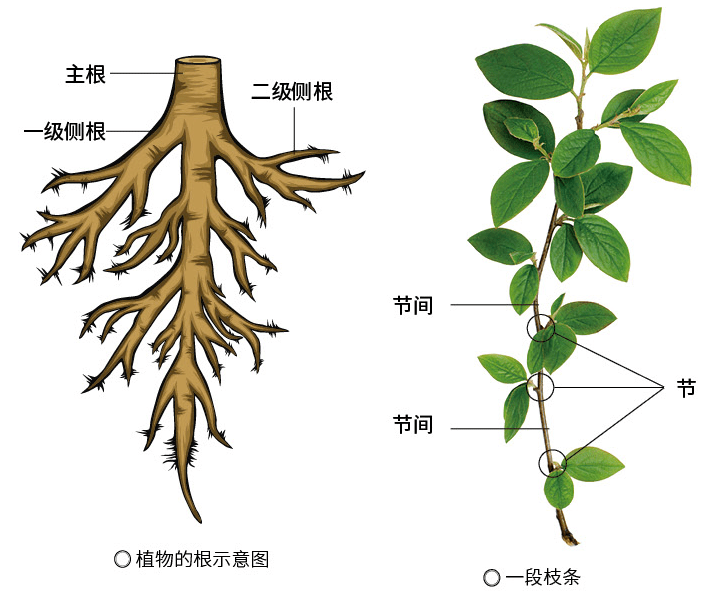 土豆是根还是茎?原来这些年我都搞错了