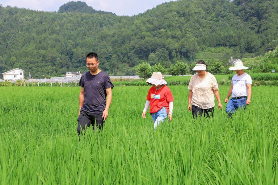 观山湖区农业农村局:"统防统治 绿色防控"为粮食生产安全"保驾护航"